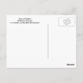 孔雀の羽 ポストカード (裏面)