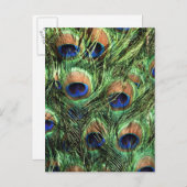 孔雀の羽 ポストカード (正面/裏面)