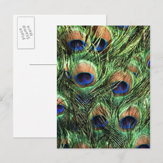 孔雀の羽 ポストカード (正面/裏面)