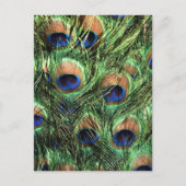 孔雀の羽 ポストカード (正面)