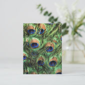 孔雀の羽 ポストカード (スタンド正面)