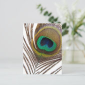 孔雀の羽 ポストカード (スタンド正面)