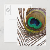 孔雀の羽 ポストカード (正面/裏面)