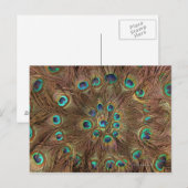 孔雀の羽 ポストカード (正面/裏面)