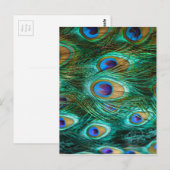 孔雀の羽 ポストカード (正面/裏面)