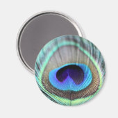 孔雀の羽 マグネット (正面/裏面)