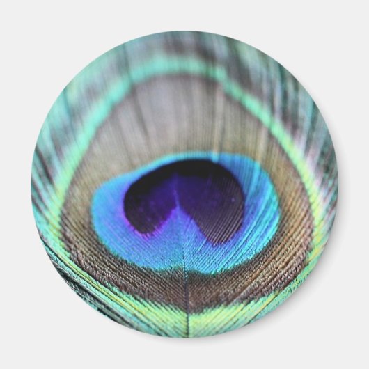 孔雀の羽 マグネット (正面)