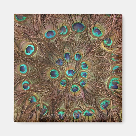 孔雀の羽 マグネット (正面)