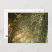 孔雀の羽III （メス）微妙な自然デザイン ポストカード (正面/裏面)