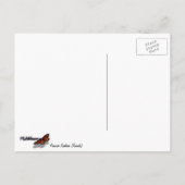 孔雀の羽III （メス）微妙な自然デザイン ポストカード (裏面)