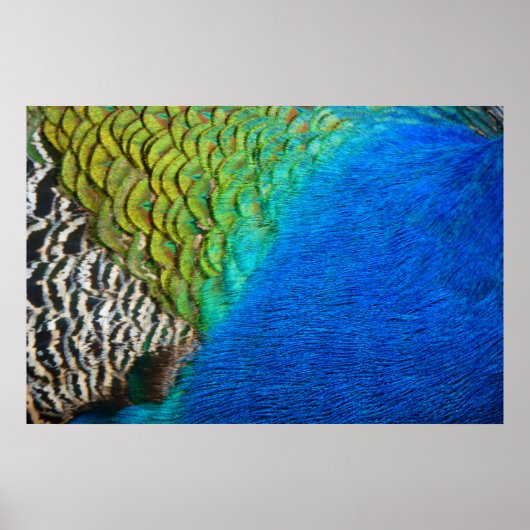 孔雀の羽IVカラフル抽象芸術自然 ポスター (正面)