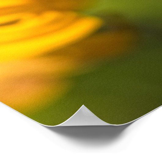 孔雀の蝶 ポスター (角)