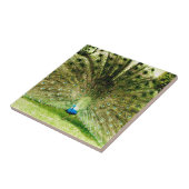 孔雀の表示色 タイル (側面)