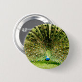 孔雀の表示色 缶バッジ (正面&裏面)