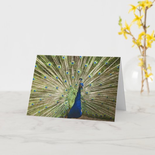 孔雀の表示 カード (黄色い花)