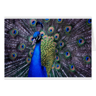 孔雀の近い上り