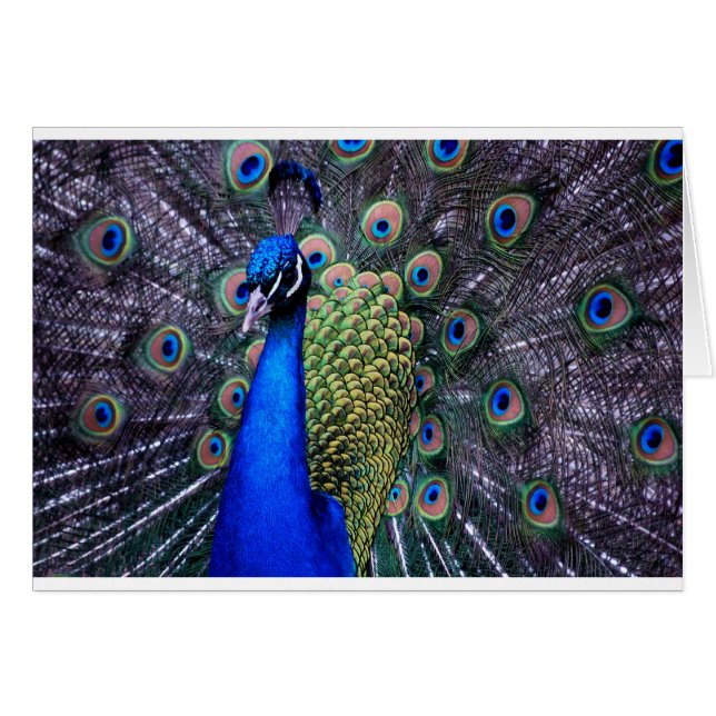 孔雀の近い上り (正面横)