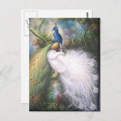 孔雀の郵便はがき ポストカード (正面/裏面)