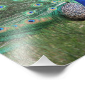 孔雀の高精細な写真 フォトプリント            (角)