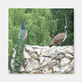 孔雀の鳥の庭5.1 Cm正方形マグネット マグネット