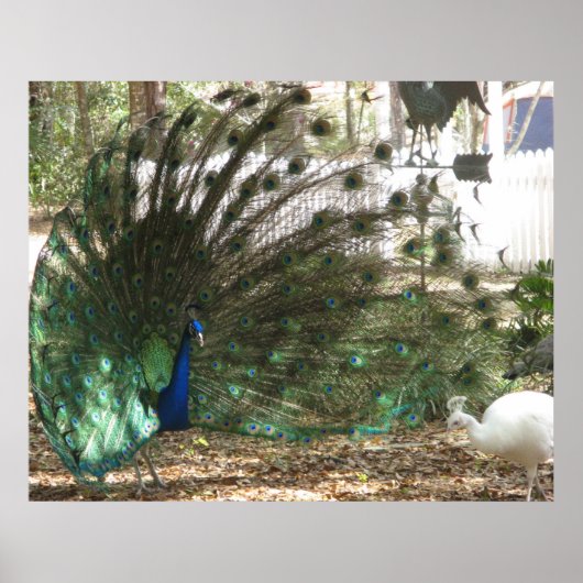 孔雀の鳥の羽とアルビノの雌鳥の写真 ポスター (正面)