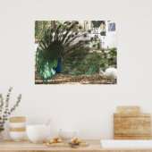 孔雀の鳥の羽毛とアルビノ・ピーヘンの写真 ポスター (キッチン)