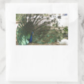 孔雀の鳥の羽毛とアルビノ・ピーヘンの写真 長方形シール (バッグ)