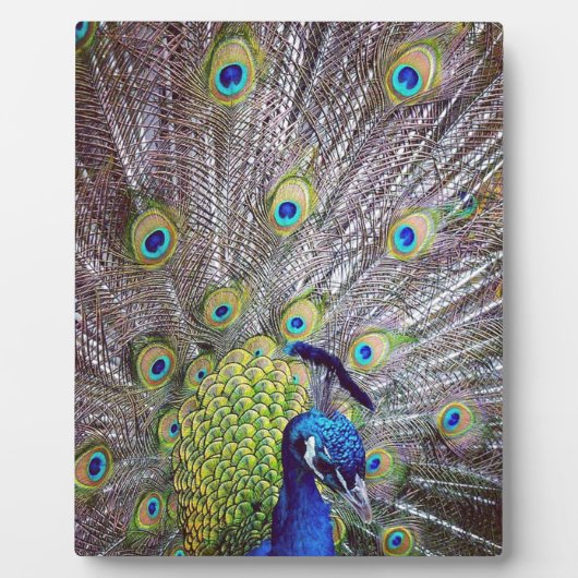 孔雀の鳥の羽 フォトプラーク (正面)