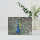 孔雀の鳥 ポストカード (スタンド正面)