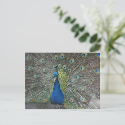 孔雀の鳥 ポストカード (スタンド正面)