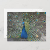 孔雀の鳥 ポストカード (正面/裏面)