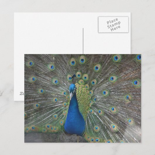孔雀の鳥 ポストカード (正面/裏面)