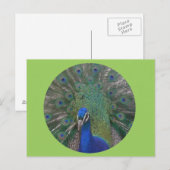 孔雀はがきカスタマイズ可能 ポストカード (正面/裏面)