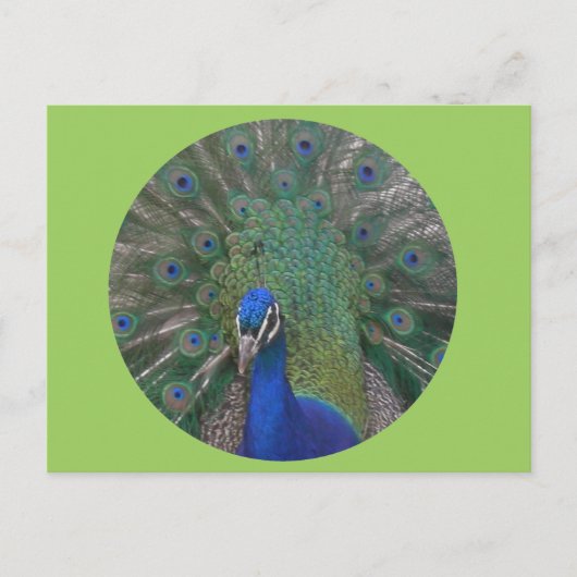 孔雀はがきカスタマイズ可能 ポストカード (正面)
