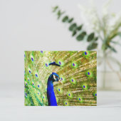 孔雀はがき ポストカード (スタンド正面)
