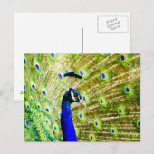 孔雀はがき ポストカード (正面/裏面)