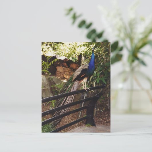 孔雀はがき ポストカード (スタンド正面)