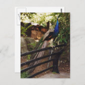 孔雀はがき ポストカード (正面/裏面)