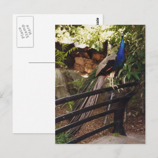 孔雀はがき ポストカード (正面/裏面)