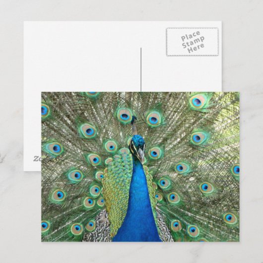 孔雀はがき ポストカード (正面/裏面)