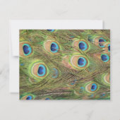 孔雀は結婚式招待状に羽毛をつけます 招待状 (裏面)