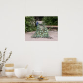 孔雀は羽根を逆立てる ポスター (キッチン)