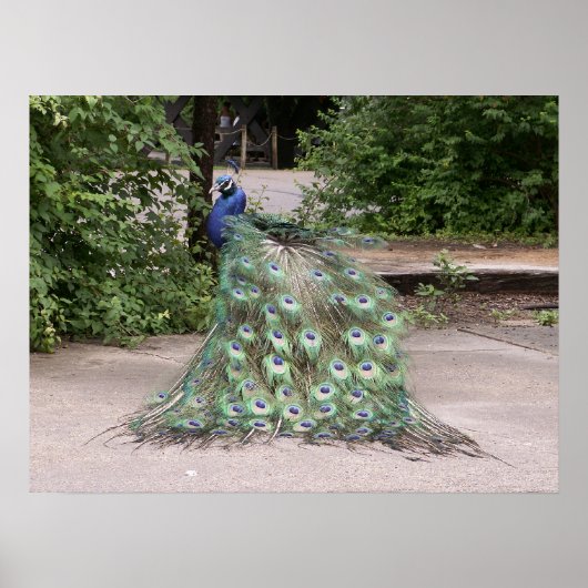 孔雀は羽根を逆立てる ポスター (正面)
