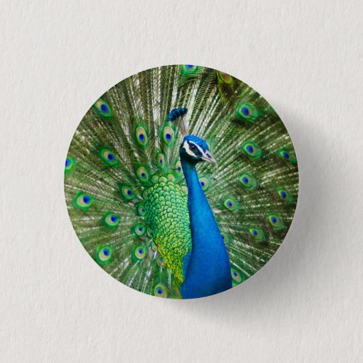 孔雀カラフル鳥の写真 缶バッジ (正面)