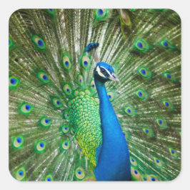 孔雀カラフル鳥獣 スクエアシール