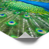 孔雀カラフル鳥 ポスター (角)