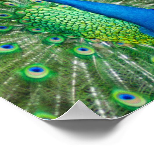 孔雀カラフル鳥 ポスター (角)