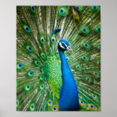 孔雀カラフル鳥 ポスター (正面)