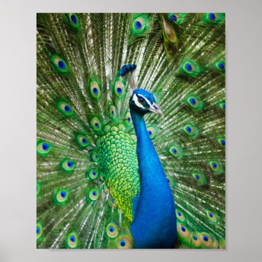 孔雀カラフル鳥 ポスター (正面)