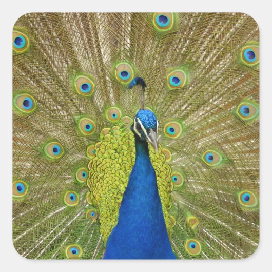 孔雀ステッカー スクエアシール (正面)